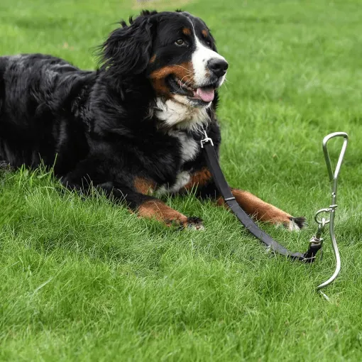 Câble Extérieur Solide pour Chien