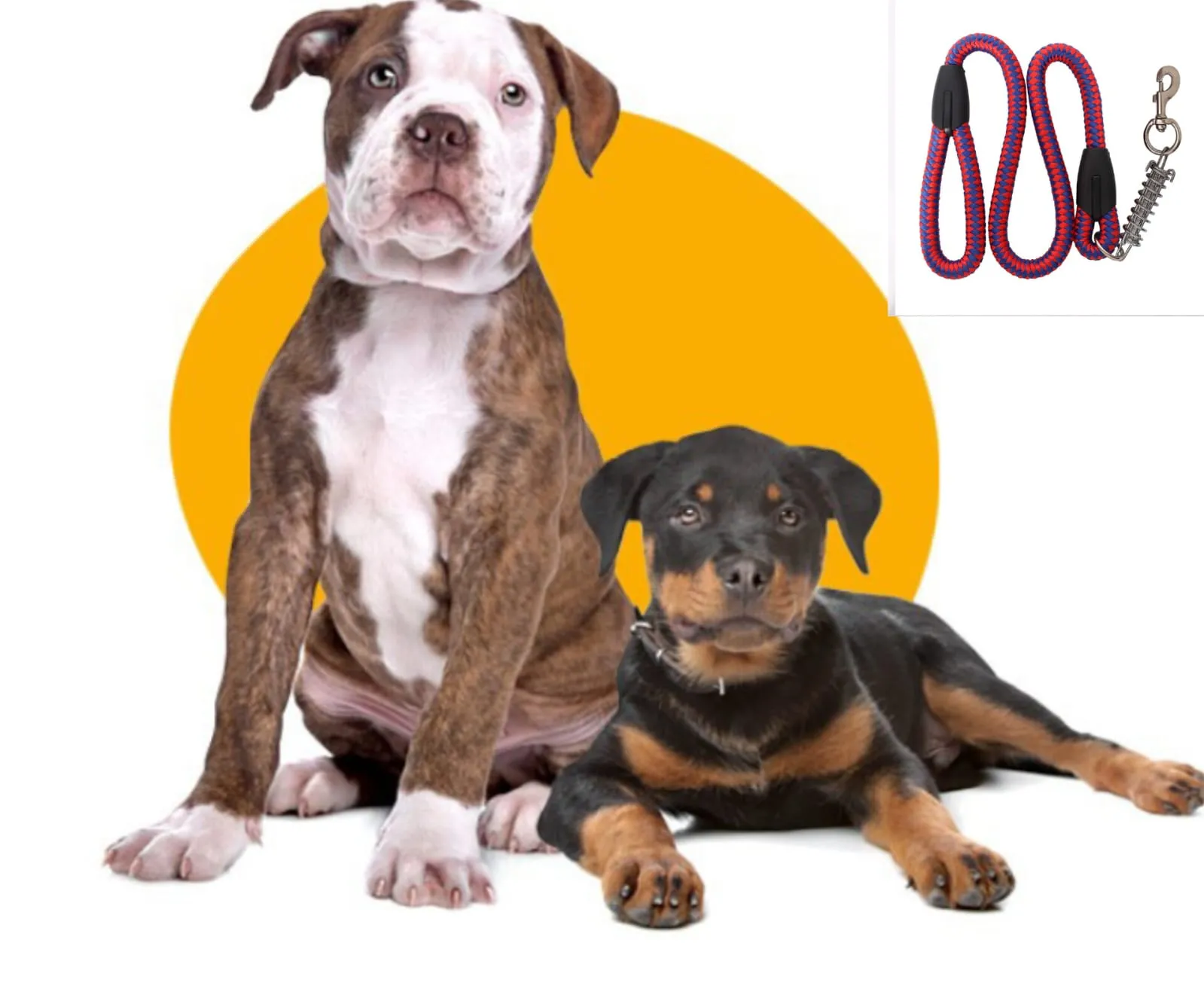 Laisse Chien de Luxe en Nylon avec Boucle Dorée  Confort et Style